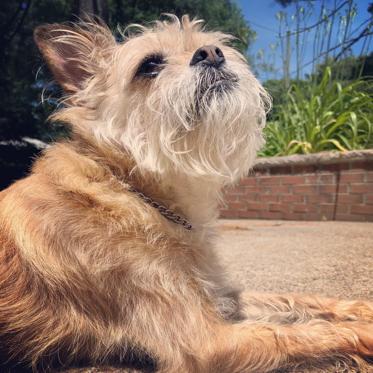 loquaciousheart's tweet photo. #dog #dogsoftwitter #dogsofinstagram #doglover #happydog #dogsunbathing #summer #firstdaysummer #sunshine https://t.co/K6FzjJhErx