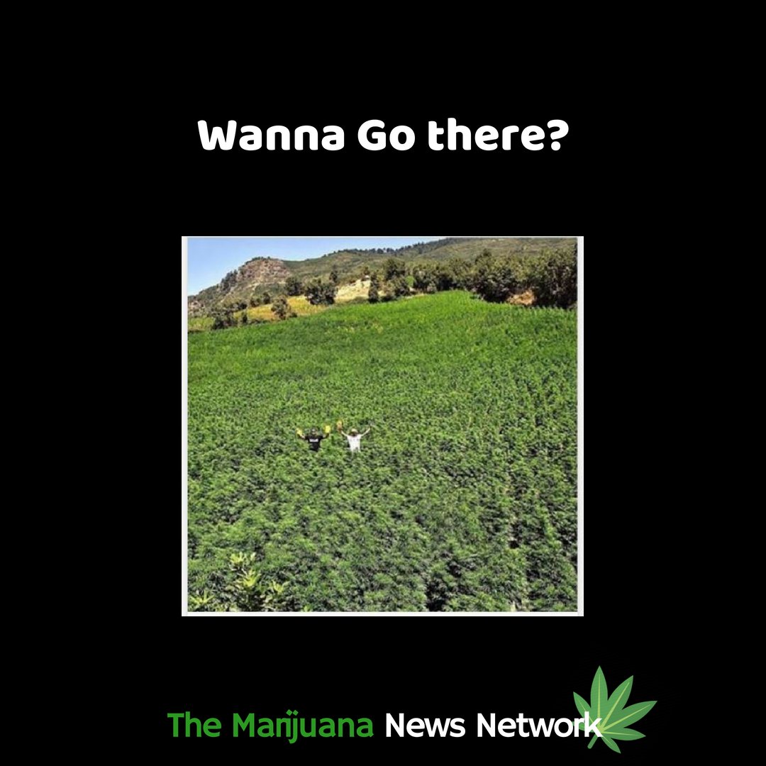 themarijuananew's tweet photo. https://t.co/jzmjtO6nLM