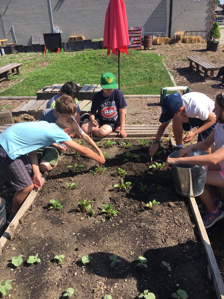 JGeddes56's tweet photo. Learning, helping, and exploring in the Kingsville Access Community Garden!  🍓🥦🍅🥒#@KingsvilleCobra @accesscounty https://t.co/YAmDda8Inw