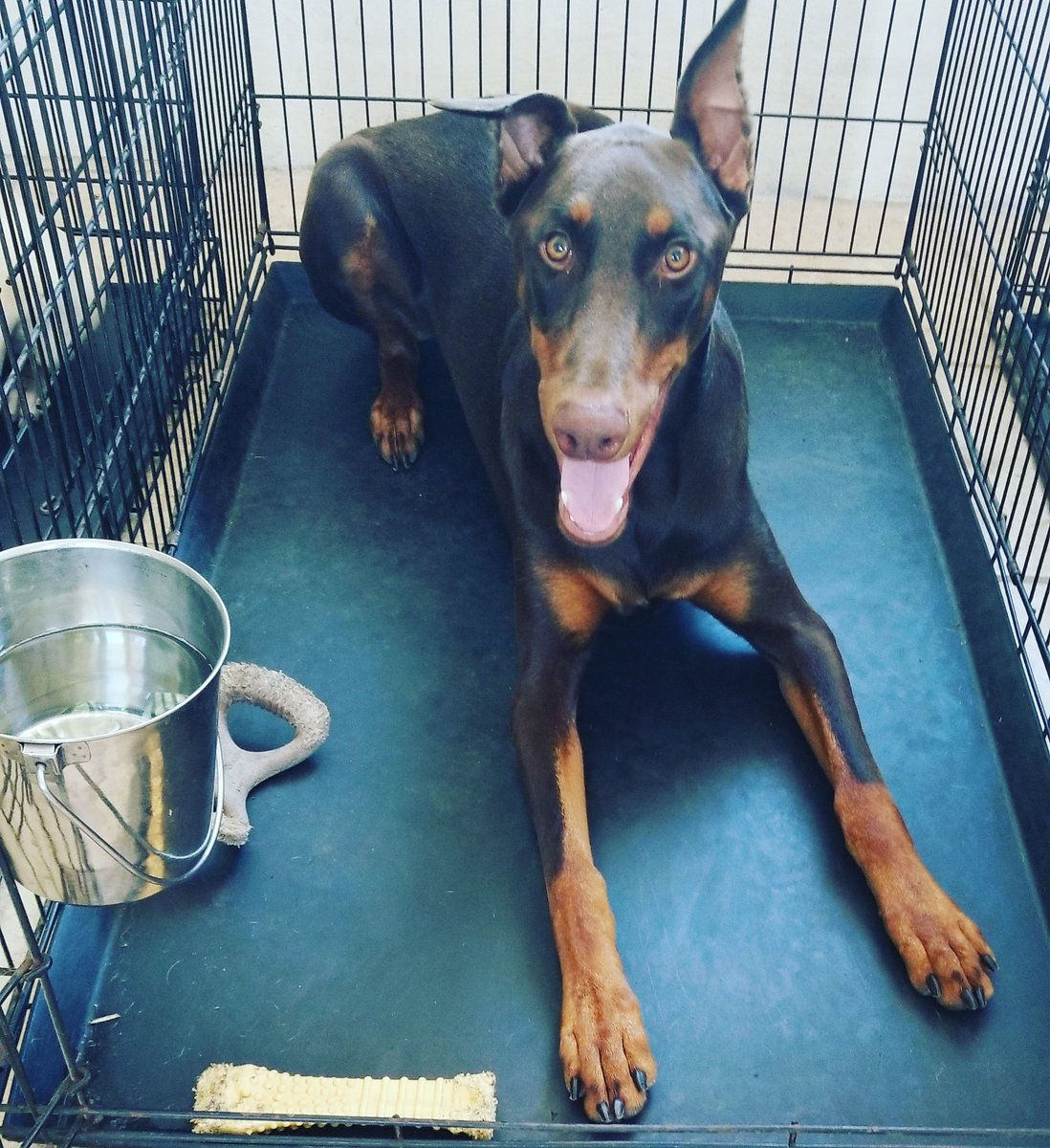 SafeK9's tweet photo. Proper crate training is great  for dogs as they are den animals by nature. It should be used as a safe place and not punishment. https://t.co/OlnJByTP32