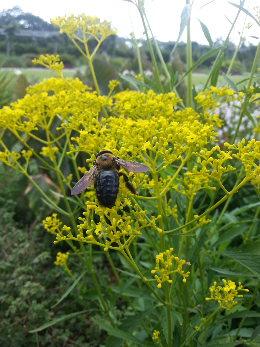 PebbleandMoon's tweet photo. We're busy as a honeybee getting LITTLE MOSS, BIG TREE ready for the Kickstarter release, just a few more days left to contribute to this original story of forest friendship! https://t.co/jwMy0KP3Uq

#meadow #bees #kidlit #readtome #naturewalk #ilovebooks https://t.co/JIYBrlxOmZ