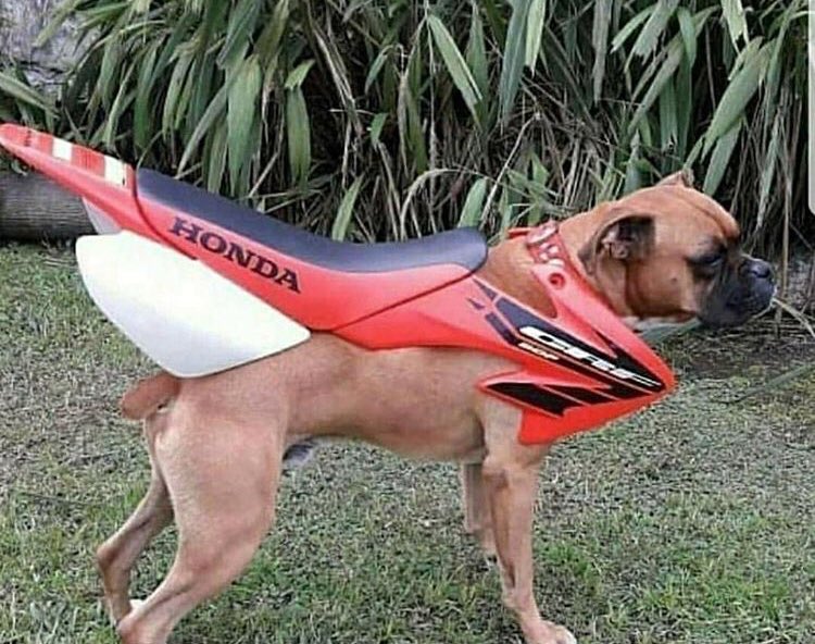 Zhipcode's tweet photo. Te gustan los perros y las motos? Te la tengo 😊 https://t.co/QnyuJPlzBx