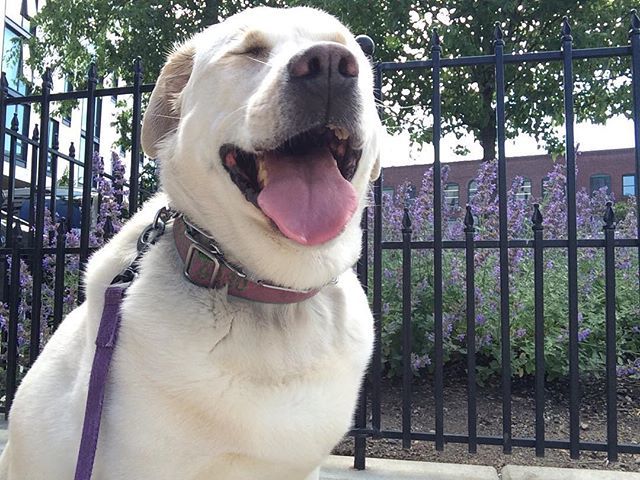 theurbanhound's tweet image. Layla enjoying the sun! ☀️
·
·
·
#theurbanhoundhotel #urbanhound #dogsofthesouthend #dogsofboston #theurbanhound #southenddogs #bostondogs #bostondogtrainer #bostondogwalker #bostondoggroomer #bostondogtraining #bostonbusiness #dogsinboston ift.tt/2K4U7gF