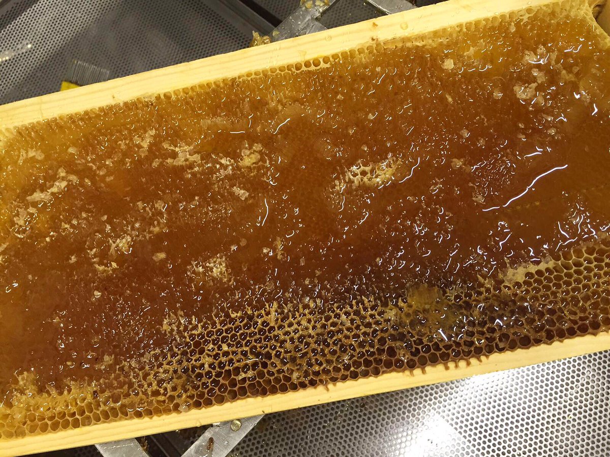 antheas_world's tweet photo. Uncapping our honey frames...we are in HONEY HEAVEN! 🐝💛🍯🇬🇷 #antheas #rawhoney #beekeeping #honeyframes https://t.co/3W1pIqcjzV