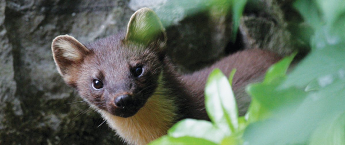 to_trail's tweet photo. I find it insane that you can attract a pine marten by putting out jam sandwiches😂 https://t.co/jfdXroPNic