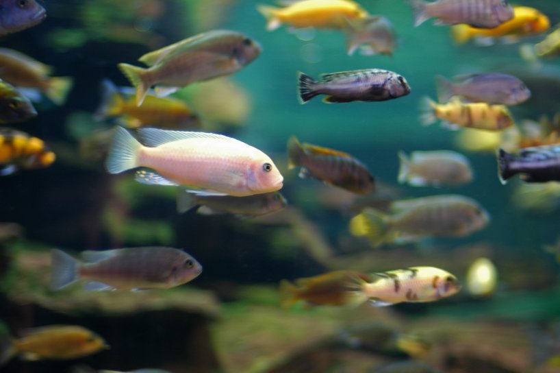 CNS_UMass's tweet photo. Where do 'novel traits' come from? Developmental biologist Craig Albertson with graduate student conducted experiments supporting the idea that novel traits can come from expanding gene-regulatory modules that have always existed in an organism. https://t.co/4BlthDjjaO https://t.co/uvMyPUKlfd
