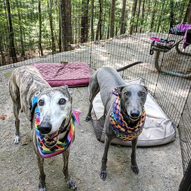 BeckyMcKimmy's tweet photo. Taking our intrepid hounds camping. They are pros.
.
.
.
#roanokeoutside #firstdayofsummer @roanoke_outside #roanokeday #Roanoke #visitvbr #greyhounds #greyhoundsofinstagram #bluegreyhounds #widgettheblue #pixelthebrindle #brindle #brindlegreyhound #grey… https://t.co/Jpn2JJ9vgU https://t.co/7gaukcG7fZ