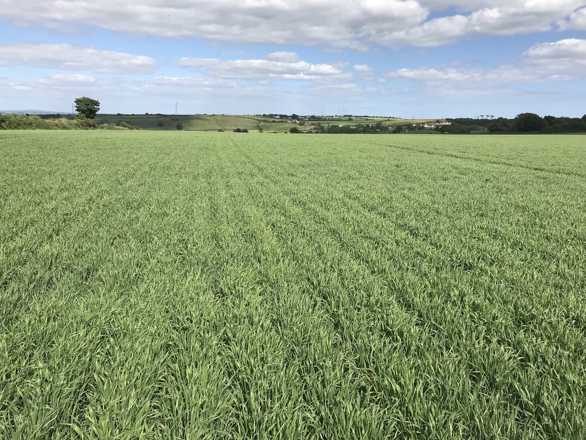Direct drilled second crop Gangway spring barley soaking up the rays on high ground near Midleton. Showing no stress and taking its time. <a href="/PlantBreedFarm/">PlantBreedFarm</a>