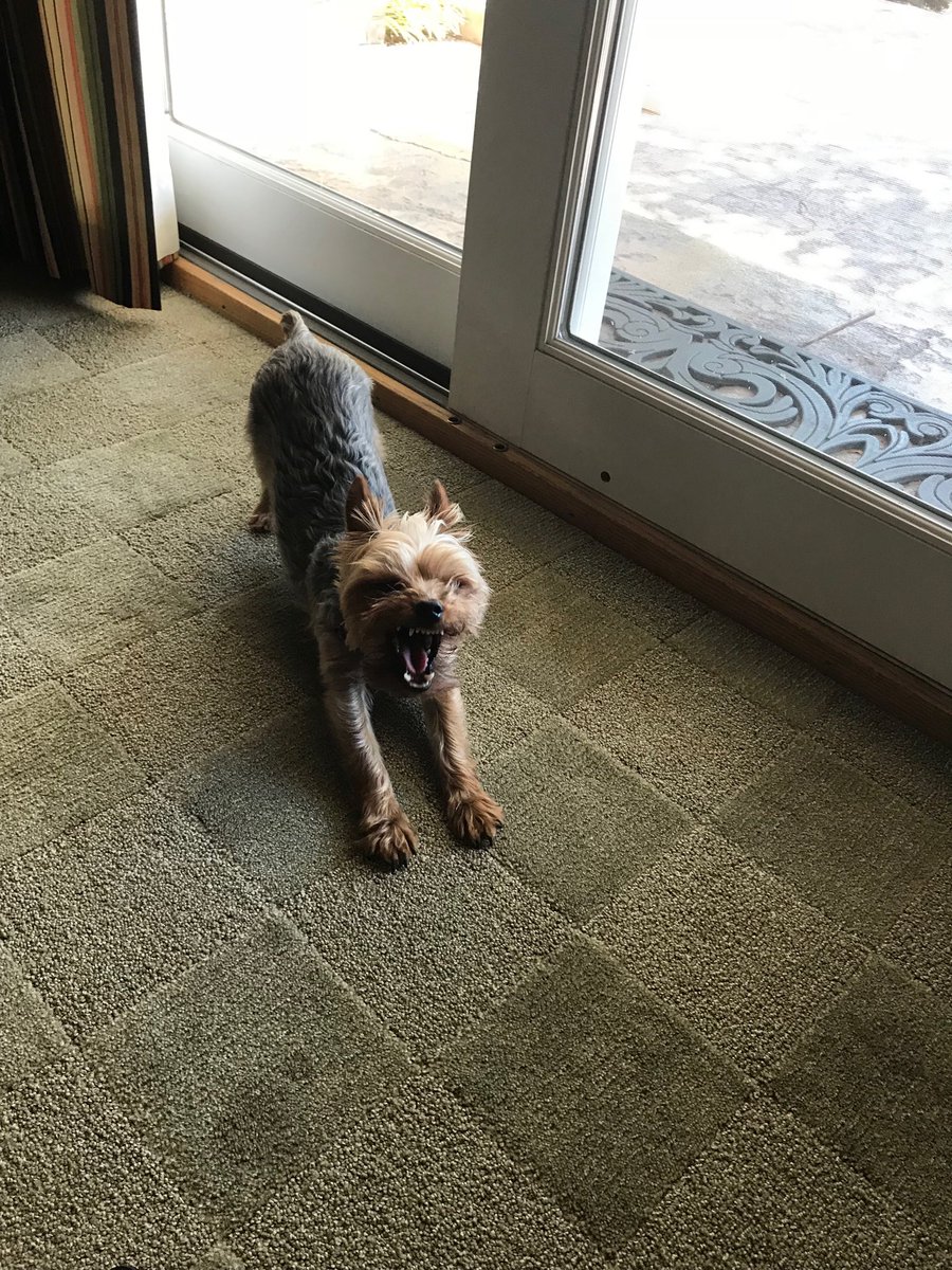RyderEG's tweet photo. Hear me roar #guarddog https://t.co/NRTWD5wFPT