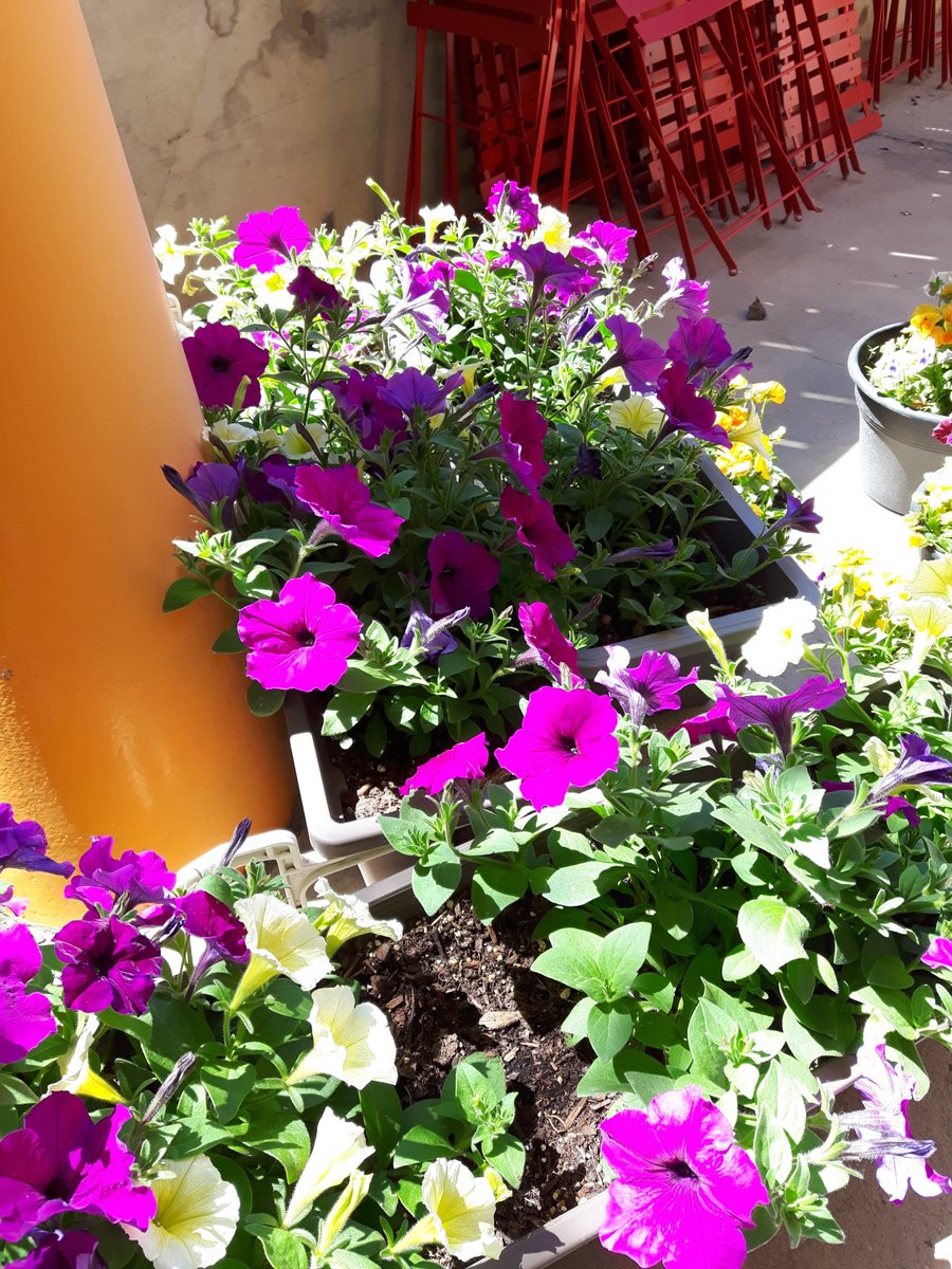 We're prettying up our patio to get it ready for summer! Call us or visit our website to find out how you can rent this beautiful space (with full sized bbq available) for as little as $20 per hour. #yegdt #boylestreet