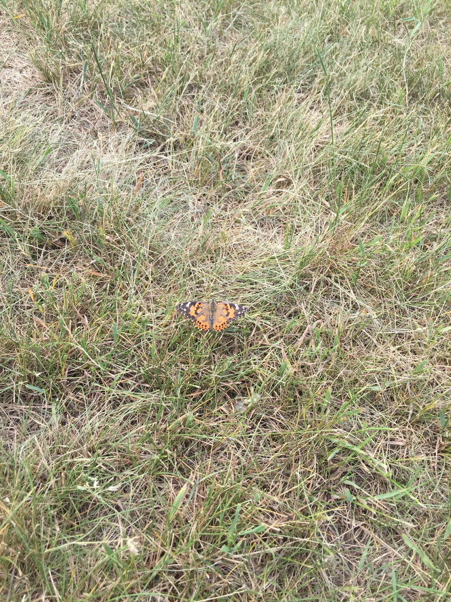 ms_ingram12's tweet photo. Releasing butterflies with the Grade 6’s! #grade6fun #beautyintheworld #itlandedonhim @DrClarkSchool @JRoy65 https://t.co/LRjQ4aBCok