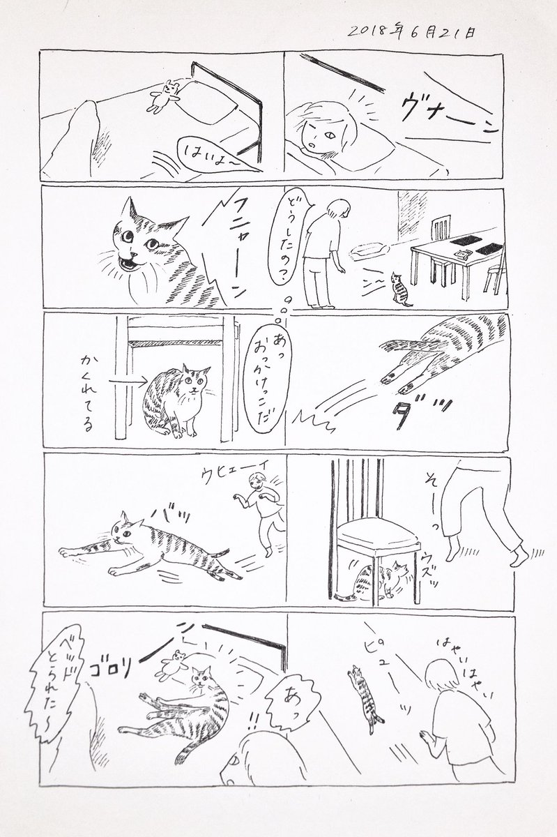 2018/6/21のぎんちゃん  #今日のぎんちゃん 