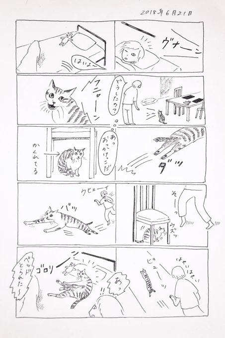 2018/6/21のぎんちゃん  #今日のぎんちゃん 