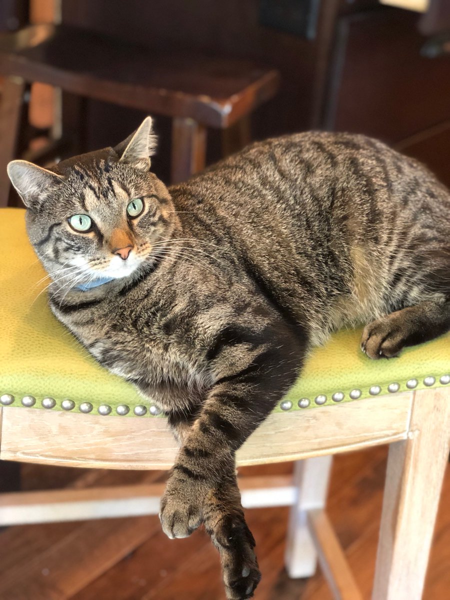 TaylorLuksic's tweet photo. Look how handsome my #cat is https://t.co/6dXhxuULPG