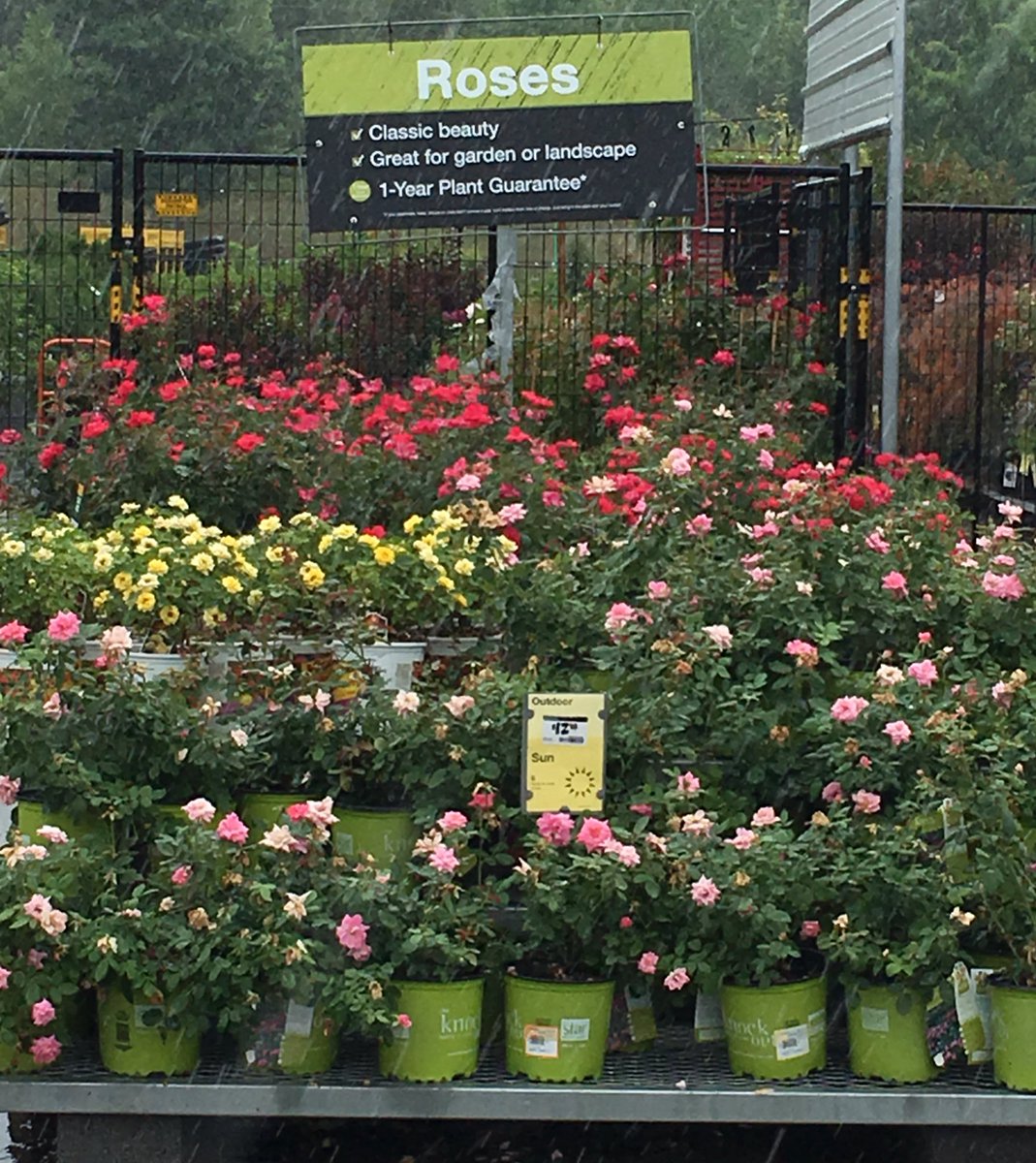 7Karthur's tweet photo. 🌺⛈Lenoir City Home Depot has lots of colorful annuals popping up in the middle of this stormy day!⛈🌺#HD740 #Knoxville #vanwingerdenstyle @jaybisping @Jaydeckard @NealMattison @CamDaven @VWIGreenhouse @Brandimm82 https://t.co/yLPuH3vjPT