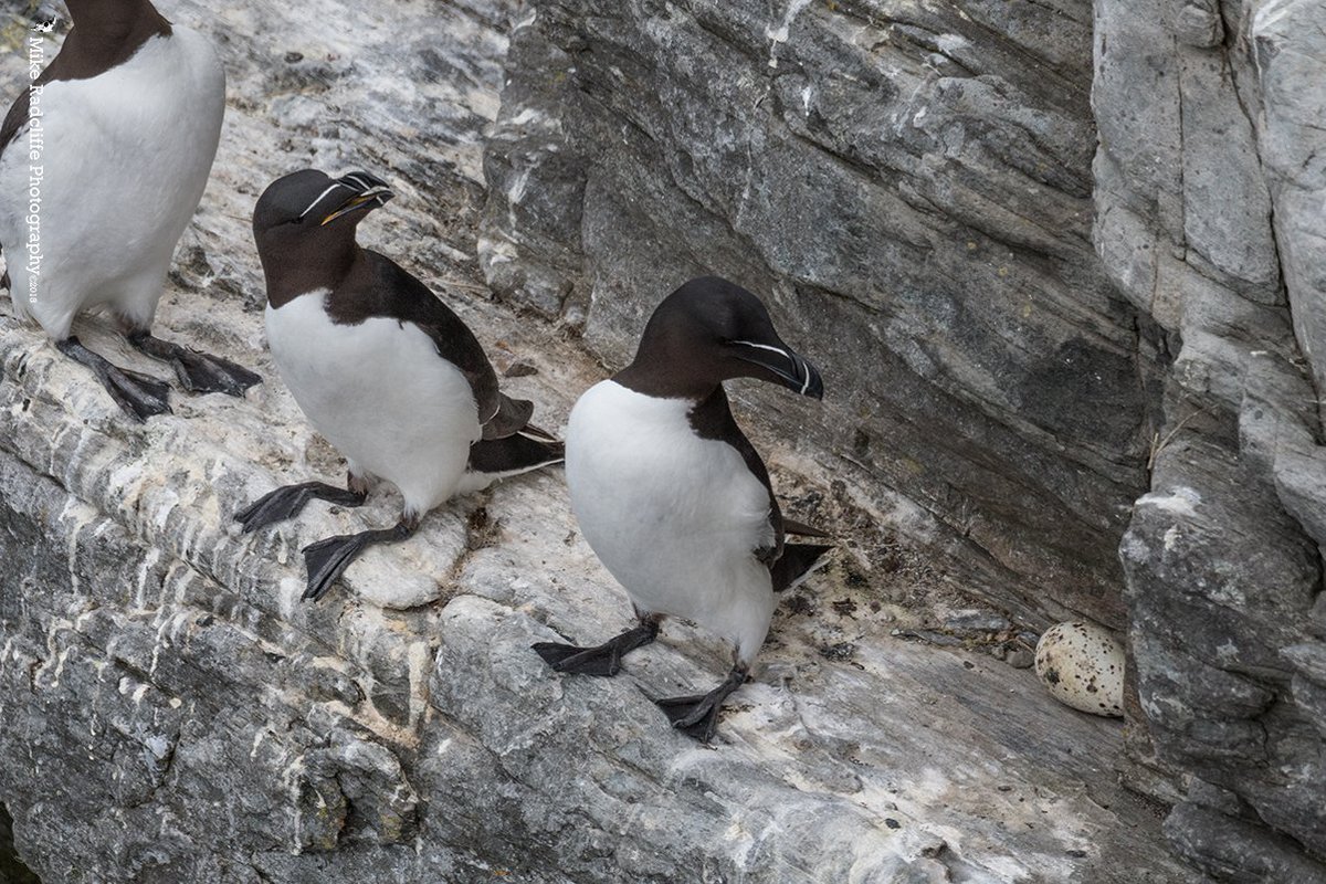 ManxMikePhotos's tweet image. 'That moment when Dad remembers he's supposed to be looking after Junior...' Razorbills, The Chasms #isleofman #parentduties @manxheritage @manxnature @visitisleofman @OurIsland2018 @BiosphereIOM #ourbiosphere #mybiosphere #manx