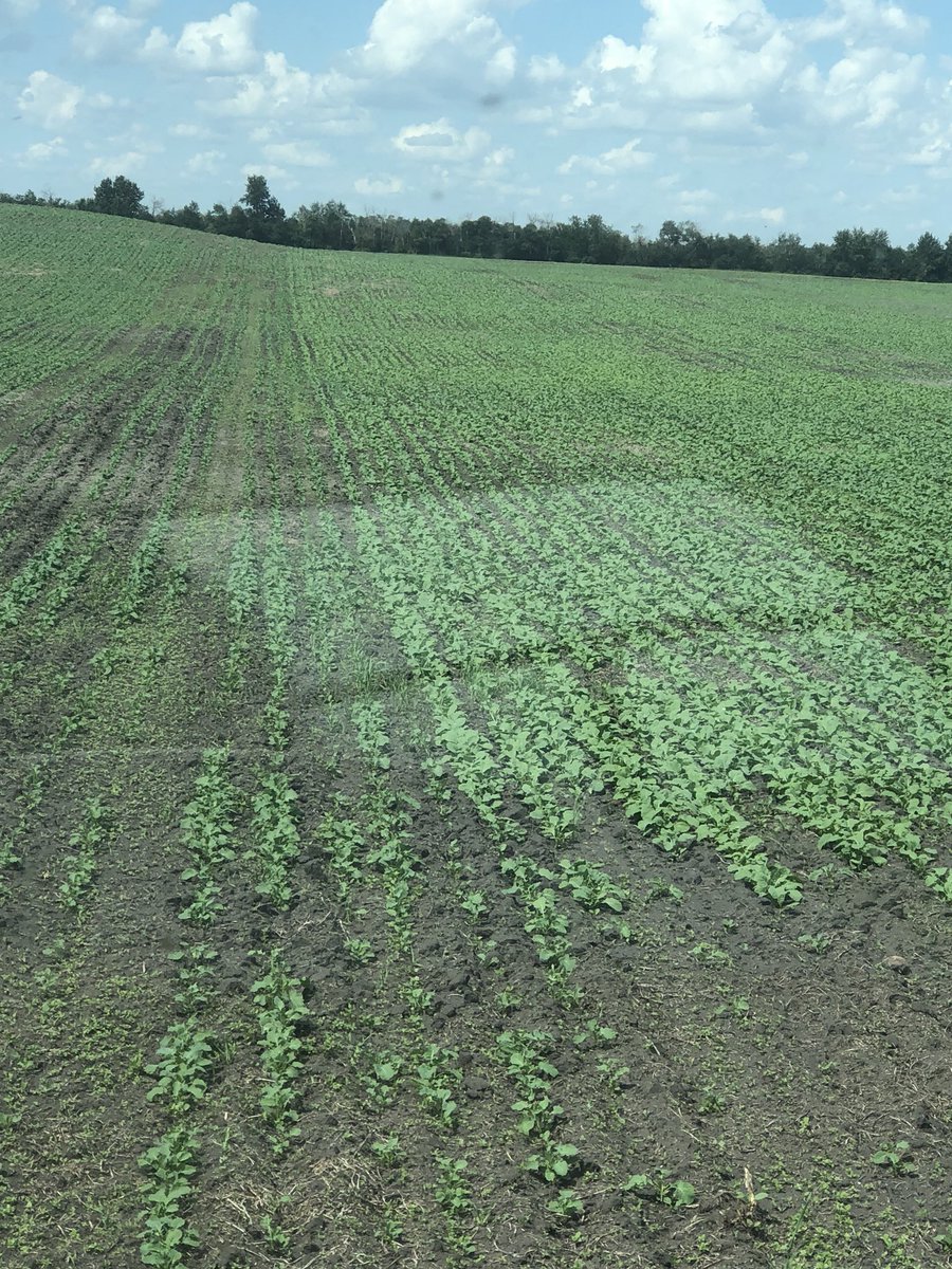 From the field CS2000 on left and @PioneerWCanada 45CS40 on the right! #plant18 #plantpioneer #yieldhero18