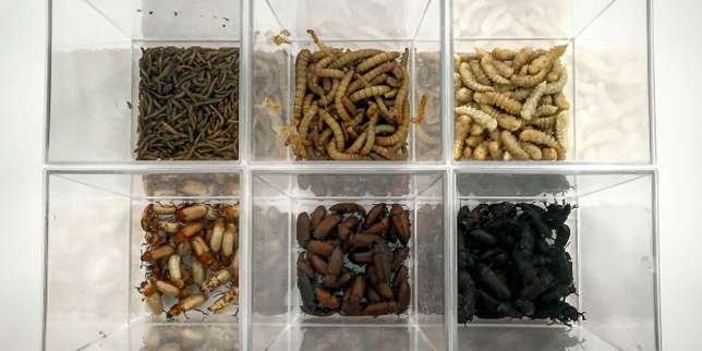 « #Food 3.0 » : #algues, #insectes… 🐝🐛🐜au menu du futur ! Quelles sont les alternatives pour nourrir la planète ? 🌍 buff.ly/2thDOH7 by <a href="/lemondefr/">Le Monde</a> #Video #reportage sur <a href="/PlanetePlus/">PLANÈTE+</a> #foodinnovation #foodTech #InternetOfFood
