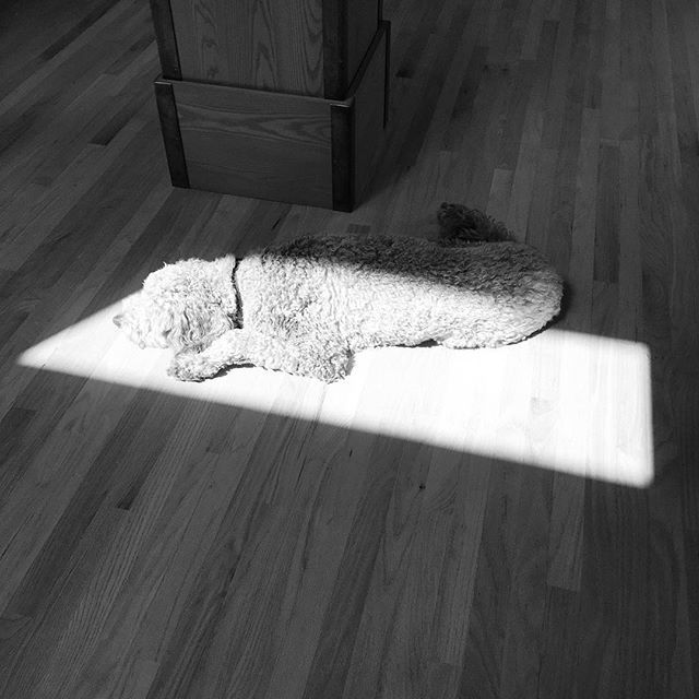 Not the cutest photo, but I’m hoping it’ll make the point. Always find the bright side of things – and when you do - take a nap there.
.
Stay PAW-sitive! 🐾 ift.tt/2M9L8LW