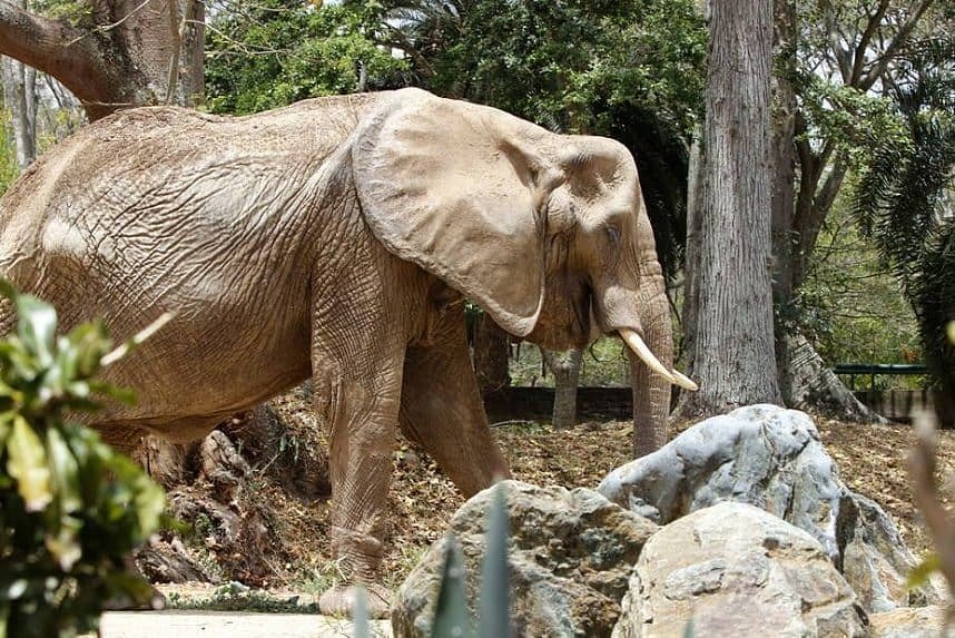 Nada más triste que animales que mueren en zoológicos.
Adiós, Ruperta 🐘😭
La elefanta de 48 años, ícono de la crisis venezolana, murió anoche en el zoológico de Caricuao.
.
Ruperta se hizo conocida debido a los graves niveles de desnutrición que padecía.
#NomasZoo