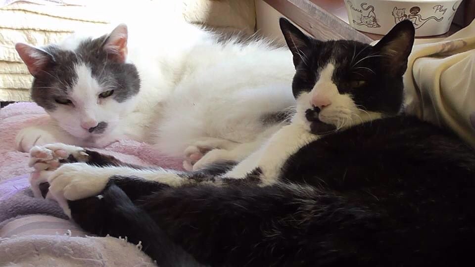 Felix Orpin tweet media