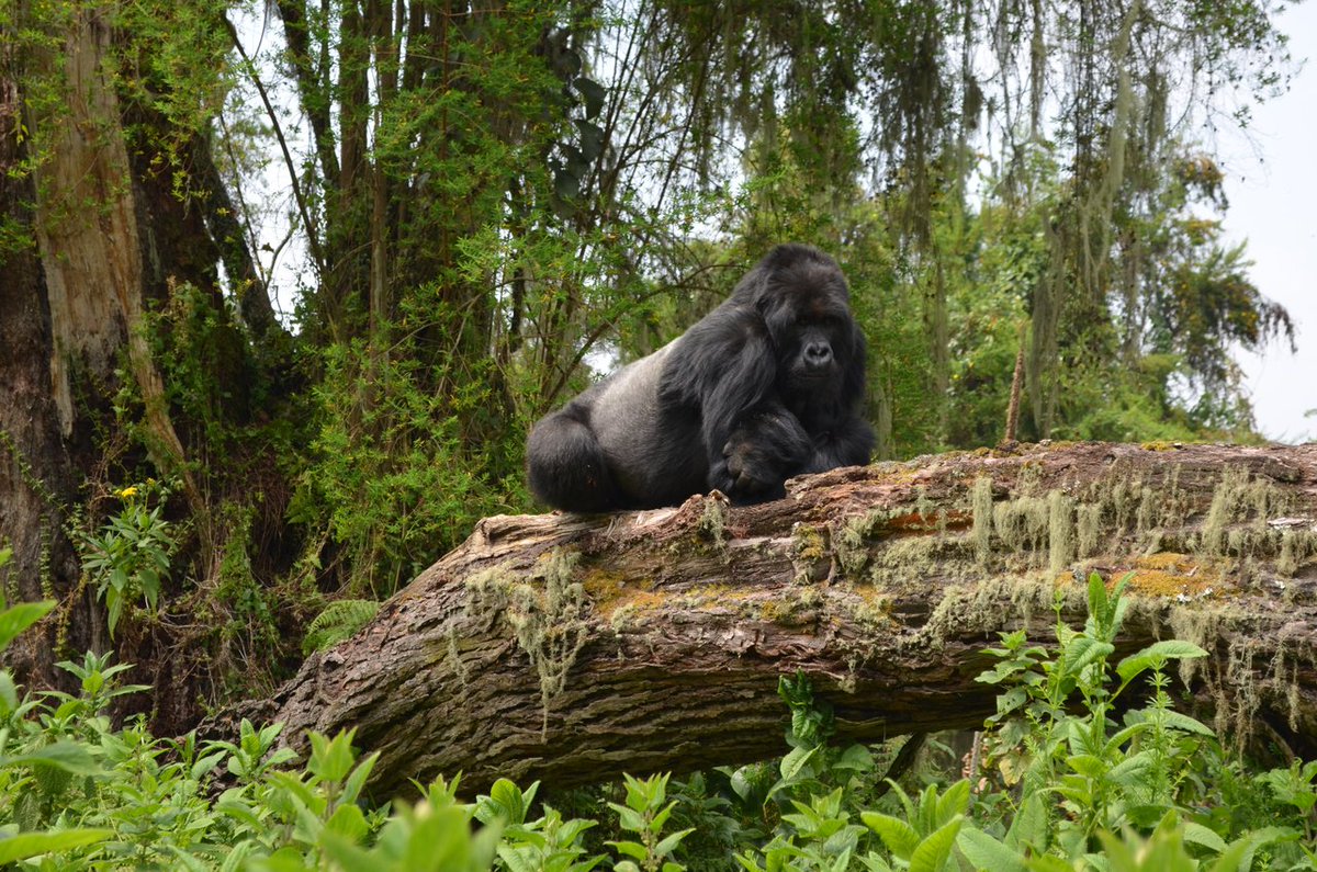 Gorilly Goods is proud to donate a portion of every purchase to <a href="/SavingGorillas/">Dian Fossey Gorilla Fund</a> to conserve and protect these beautiful animals.

#gorillygoods #Raw #organic #sprouted #vegan #paleofriendly #snacking #wholesnacks