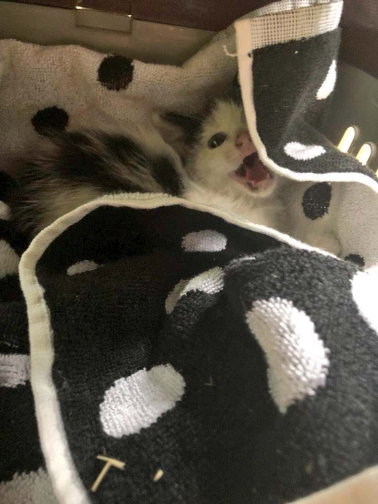 MinoValleyFarm's tweet photo. Have you soon our latest Instagram post ?? We rescued this feral kitten 🐱 he’s very cute but very angry right now #angryangel watch here ▶️ https://t.co/oMbJDew1yt #feralcats #kittensoftwitter https://t.co/EBvvoj0VN4