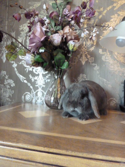 WidgeWatch's tweet photo. Everyday loveliness #NationalSelfieDay #SummerSolstice #ThursdayThoughts #rabbit https://t.co/G9JkuBZf5d