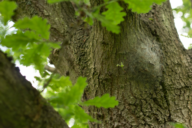 ForestryComm's tweet photo. #OakProcessionaryMoth caterpillar nests can be washed out of trees by rain. Don’t touch them. Learn more at https://t.co/tw2Ut7GbG4 #treehealthnews https://t.co/Jmv5kXQJ2x