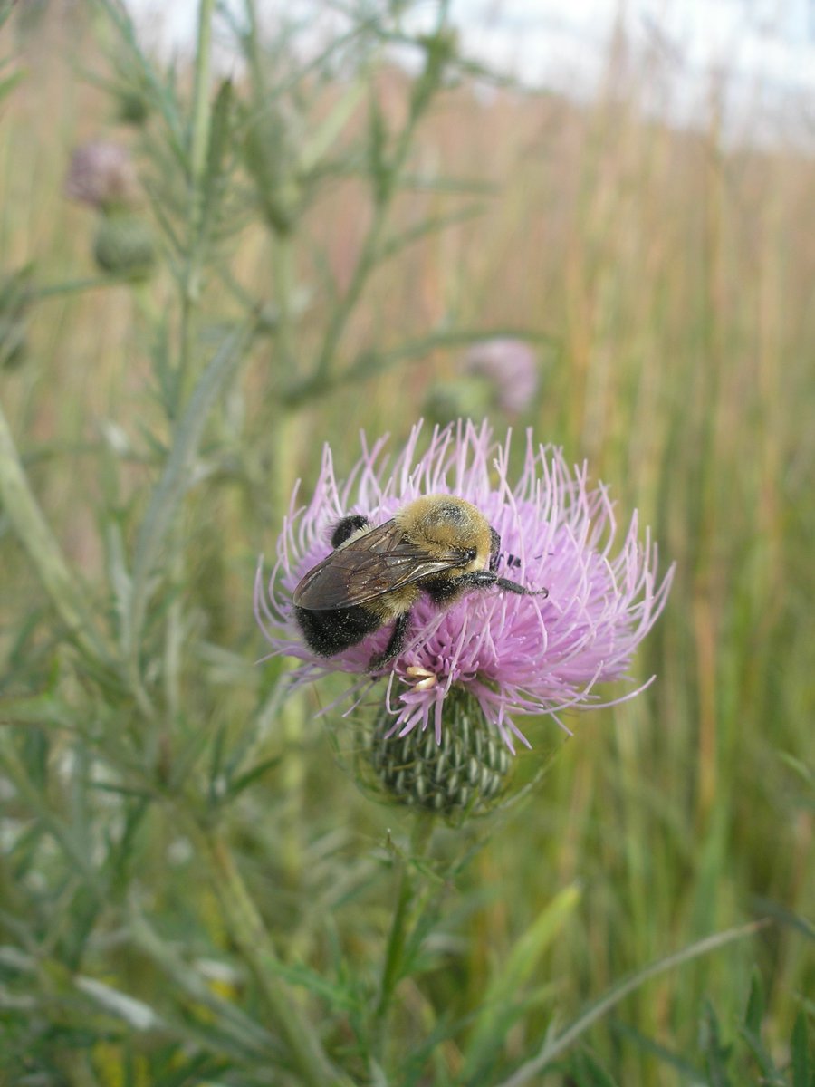 Kahnke Bros Trees (kahnkecon) Twitter