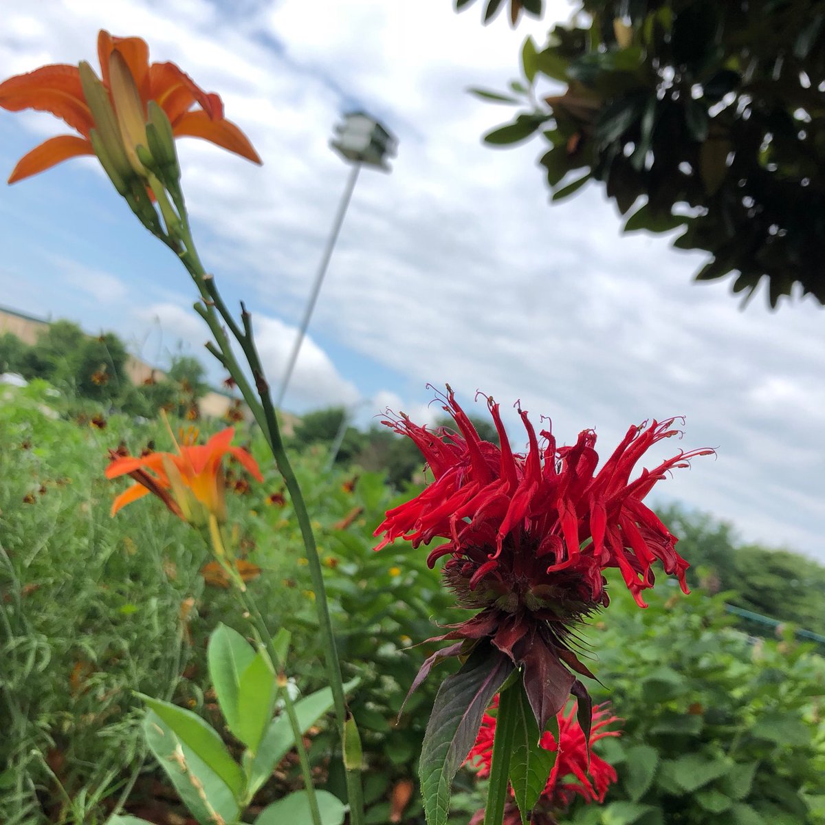 NavalSchool's tweet photo. This morning’s view from the butterfly garden at #littleNAPS https://t.co/5fH0jfskVl