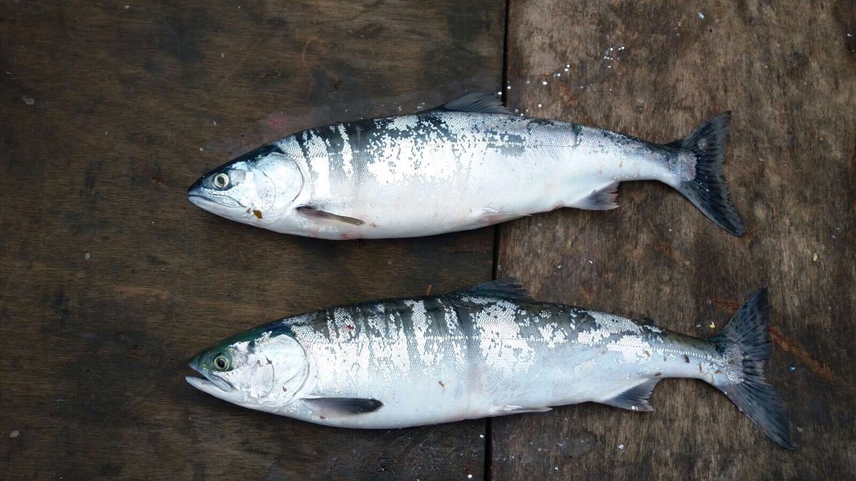 EnvAgencyYNE's tweet image. We're urging anglers and commercial fishermen to report unusual catches after a non-native pink salmon was caught in North East waters. If you catch a pink salmon, please call and let us know on 0800 807060 ow.ly/baKw30kBmWn #InvasiveSpecies