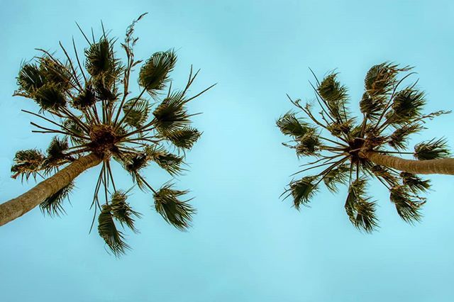 ThomaidisPavlos's tweet photo. #palmtrees are the absolute #California #summer trademark
#californialove
#californiaholics #californiadreaming #californiadreaming #losangeles #californiaadventure #californian #visitcalifornia #travelandlife #travel_drops #losangelesgrammers #ig_califo… https://t.co/fhHl8pSv1L https://t.co/2IyuRK9szF
