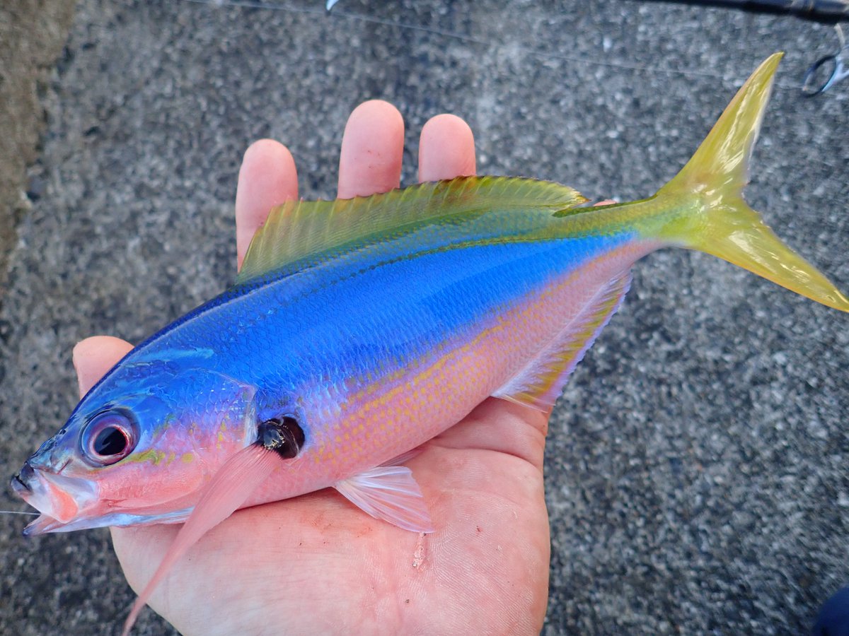 ウメイロモドキという美しい魚は釣って秒くらいで体の色が変わっていく この鮮やかな色に命を感じる まるで作り物みたい Togetter