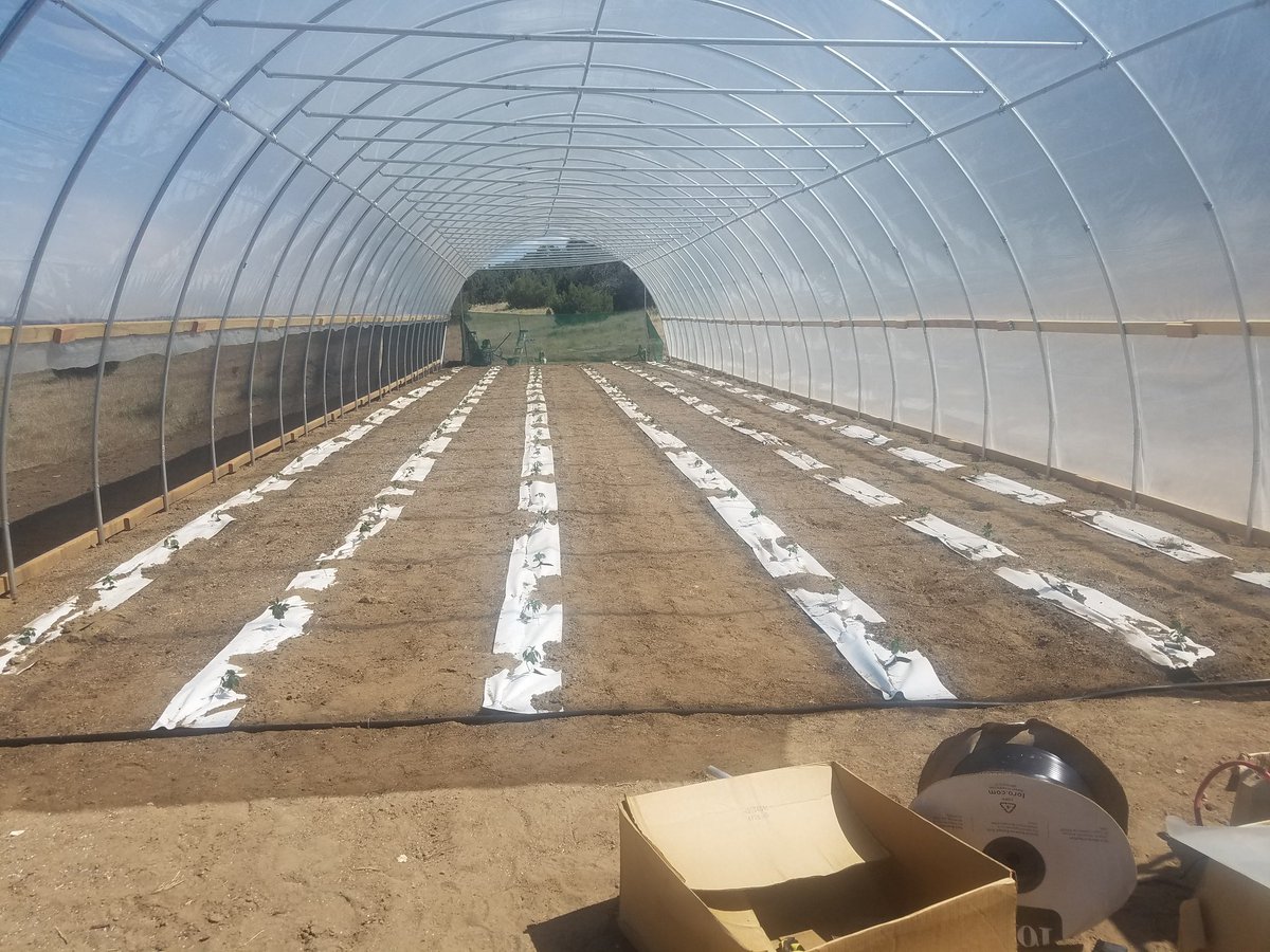 hansrasmussen's tweet photo. But #KoalaHemp is still going hard, slapping up greenhouses and dropping hemp in the ground. #hemp #farming #cbd #dripworks #compost #organic #gardening #highqualityproduce https://t.co/Vk4R7bm8jf