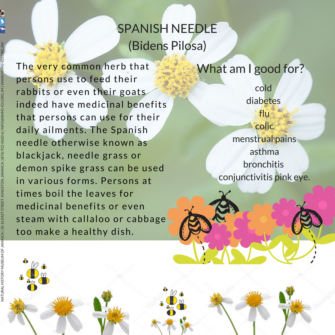 iloveNHMJ's tweet photo. Jamaica is known as a land of beautiful sunshine and great beaches, however, we do have a vast amount of herbal plants that can be used for our cold, arthritis, pains and much more. The NHMJ do encourage persons to live a natural and healthy lifestyle... https://t.co/CvZFEvXR3q