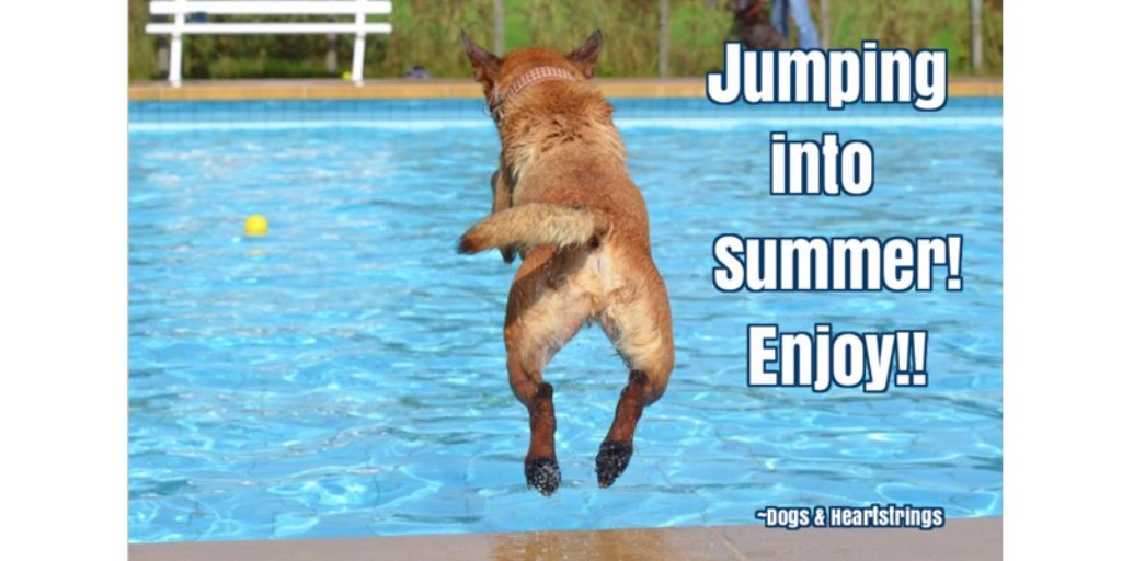 Dogheartstrings's tweet photo. Welcome Summer!!! 🐶🐾☀💚💙💛❤

#dogs #dogsoftwitter #doglovers #dogsarefamily #dogsarelove #petlovers #Summer #trending #happiness #swimming #friends #outdoors #outdoorlife #nature #AdoptDontShop https://t.co/ZbDVeKMw9d