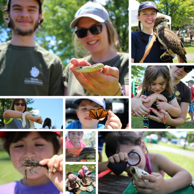 quinteca's tweet photo. Get Wild about Wildlife this summer! 6 free events offered throughout QC's Watershed! https://t.co/b8sK2NsuVF https://t.co/lUjmnkykGK