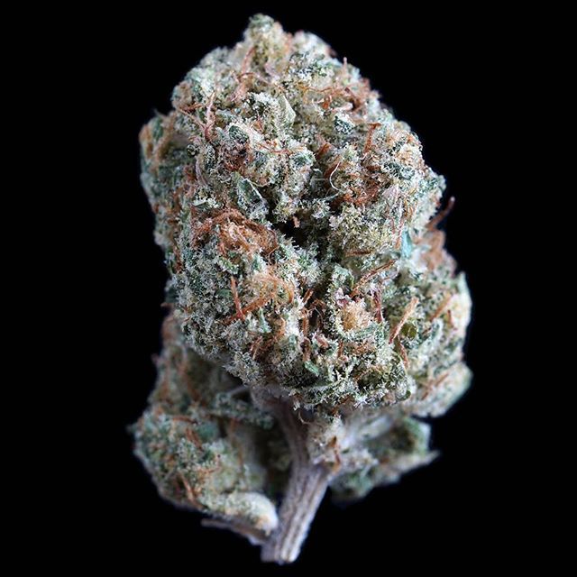 OMMFarm's tweet photo. Who loves a good kush strain?? Tahoe OG Kush is OG Kush crosses with SFV OG Kush. π· by @macro_bud from @thereef_ #macrobud #teamreef #tahoeogkush #OMMF #ommfarm #olympicmountainmanfarm #WAgrown #benzofarms #pnwstoners #pnw #washingtonstoners #weed #cβ¦ https://t.co/6fqKPm4sNI https://t.co/i2ks5lvZVm