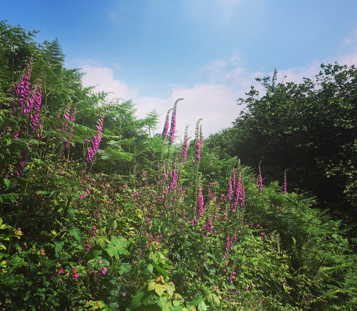 KatieHarland's tweet photo. #CornishMutual the view from my run ππ»ββοΈ πββοΈπ https://t.co/1mwMqxdO3Q