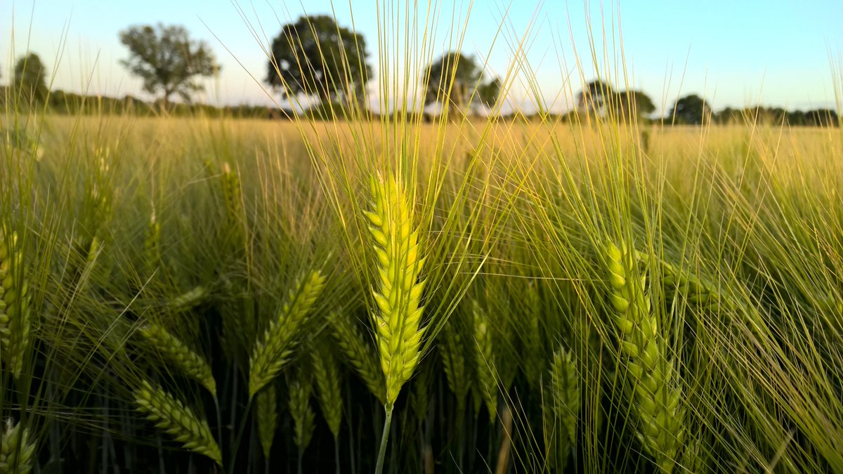 AGRONUTRITION's tweet photo. #Céréales #Colza 🚜🌾: Découvrez le #microgranulateur tous semoirs spécialement adapté aux #microgranulés @AGRONUTRITION. En savoir plus : https://t.co/xIkAyFFK2R https://t.co/OVKGelUkKE
