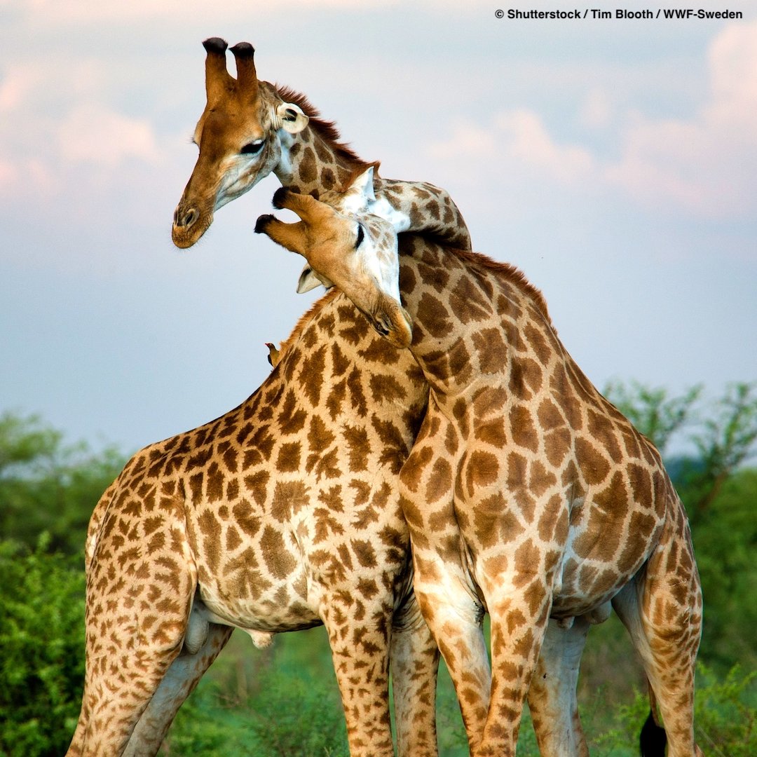 WWF's tweet image. It&apos;s world #giraffe day! While they are still common in some places, they have almost disappeared from many areas where they once occurred such as Uganda, western Kenya and north-east Africa .☹️ Find out more here : pand.as/giraffe