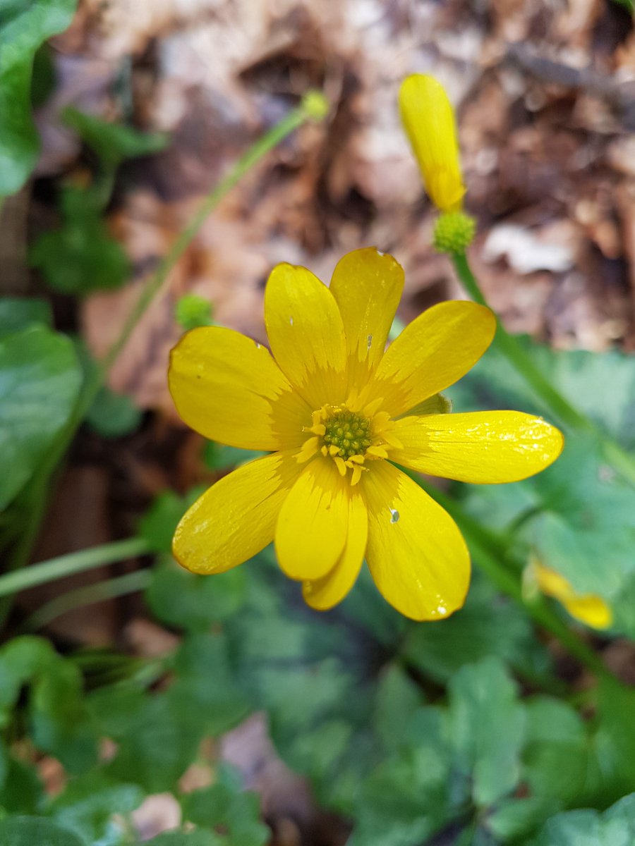 JPh_Pierre's tweet photo. Just did talk to students in #nationallearningnetwork in #lovetralee about #Glanageenty fauna flora & #hiking #walking great participation! https://t.co/1E7ujhMNaO