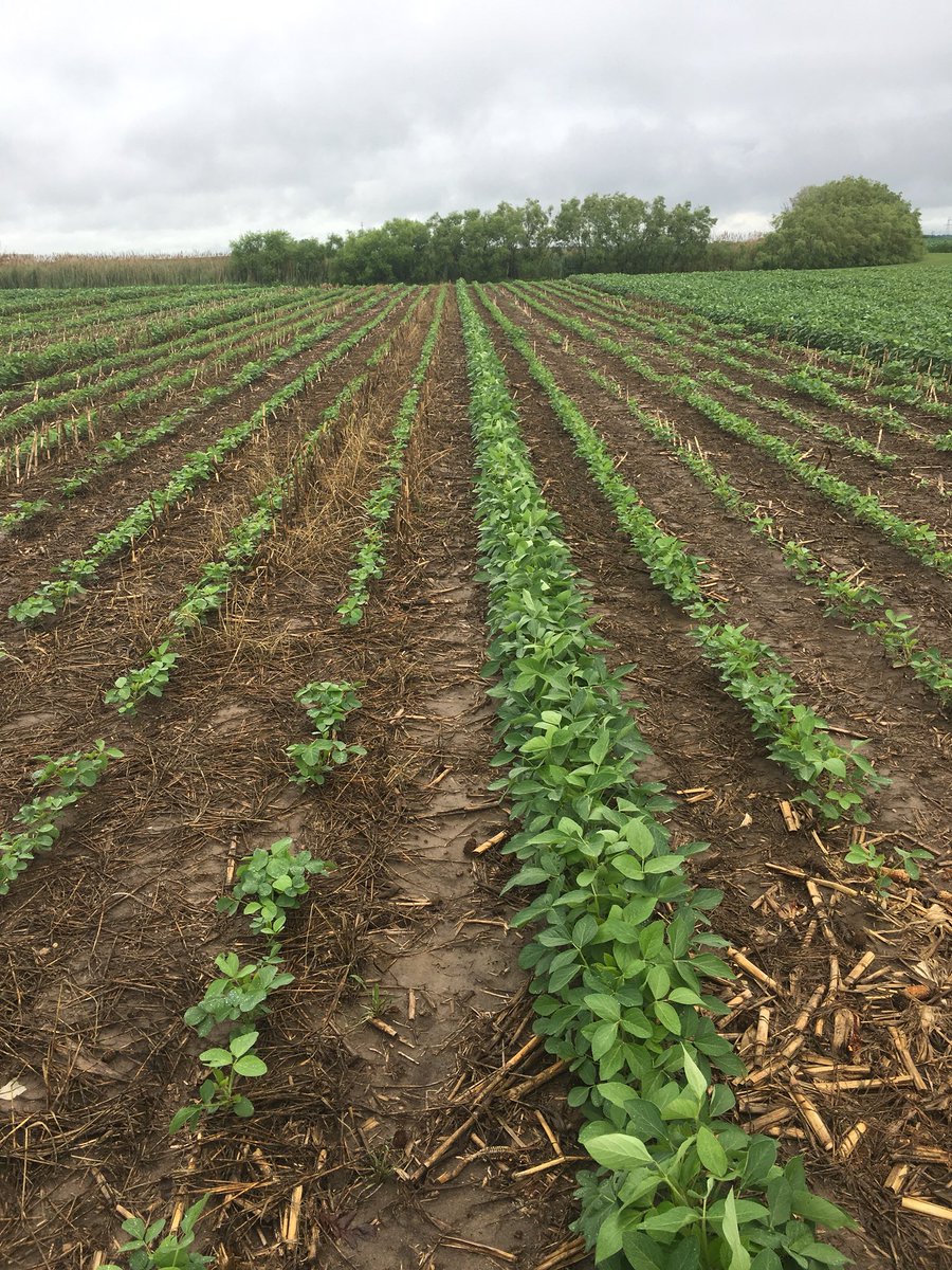 blockdagnetwoiT's tweet photo. You can definitely tell where we drove one row wide when planting last fall’s rye cover crop. We were extremely short on moisture this spring and soil moisture was higher in areas without the growing cover at planting time. https://t.co/8rpPJz0L88