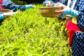 TeaBazaar's tweet image. "So  I says "My dear if you could give me a cup of tea to clear my muddle of  a head I should better understand your affairs." And we had the tea and  the affairs too.... "~Charles Dickens, "Mrs. Lirriper's Legacy"