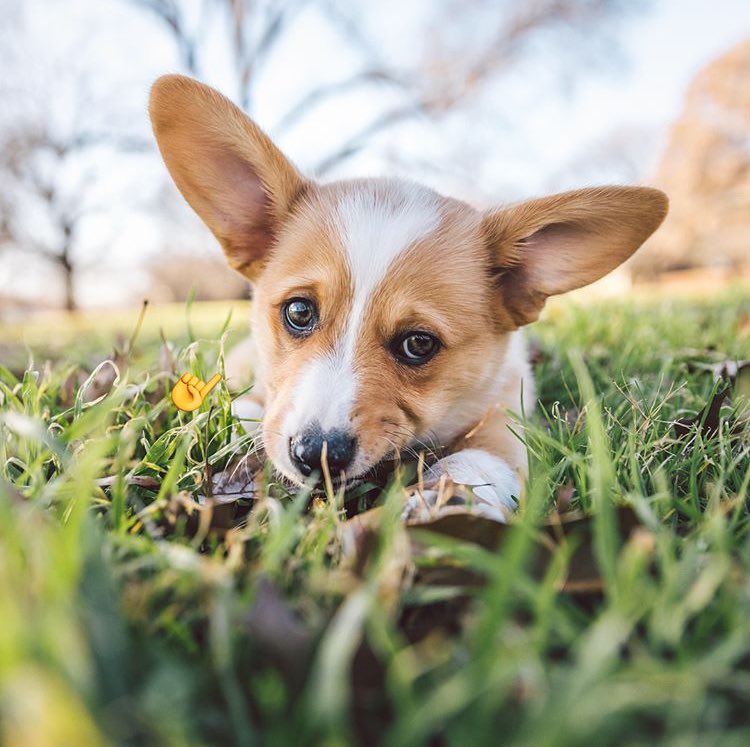 heresapuppy's tweet photo. Here’s puppy Diego, conquering a population of leaves ☝️ https://t.co/mfUdrJofwB