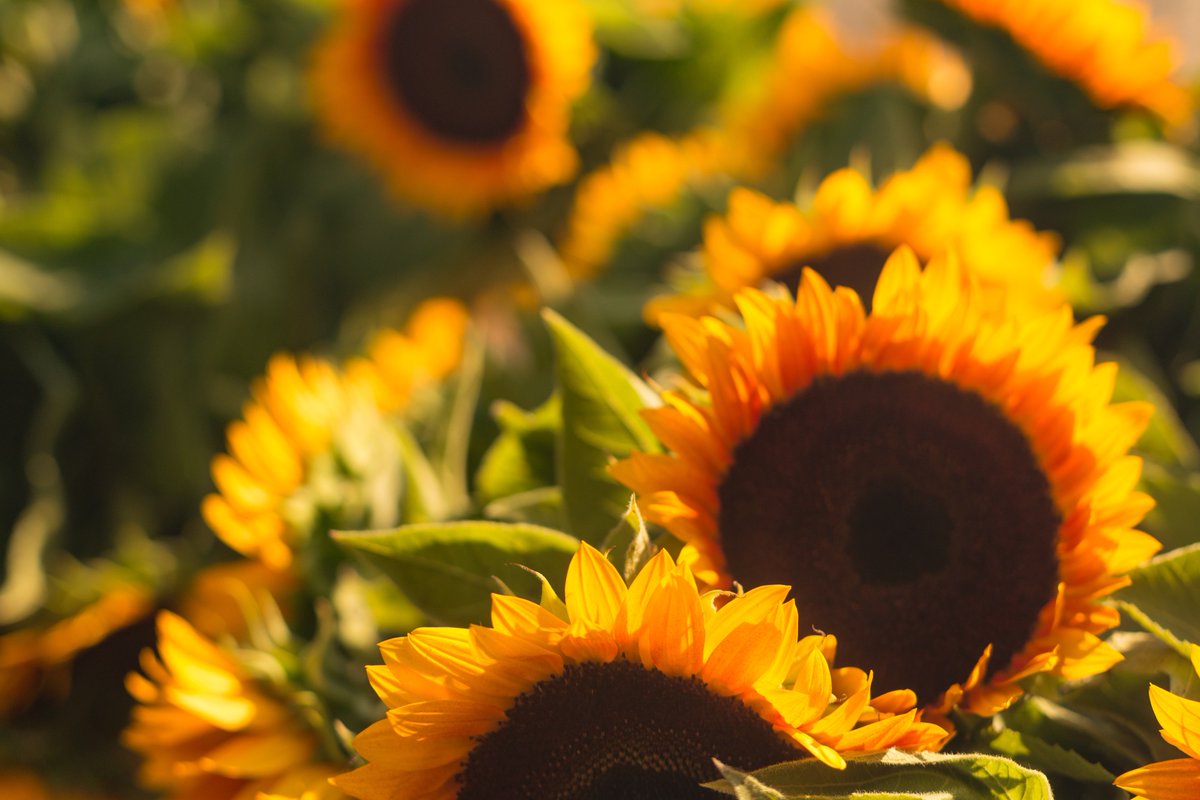 Happy #SummerSolstice from the MediaFusion team! Enjoy the 1.3 seconds of extra sun!