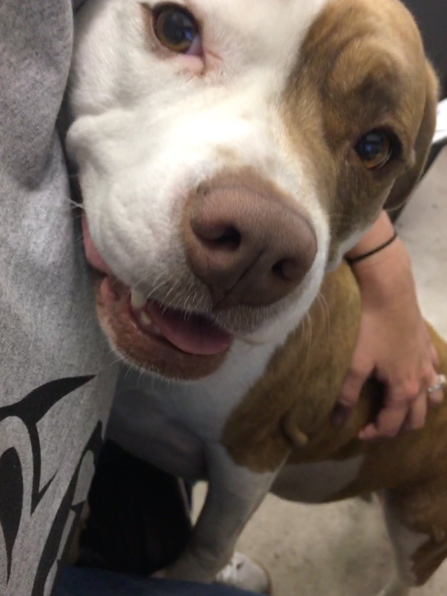 GorillaWelding's tweet photo. @yourdog Our shop baby, Charlie! https://t.co/nS54UuW37H