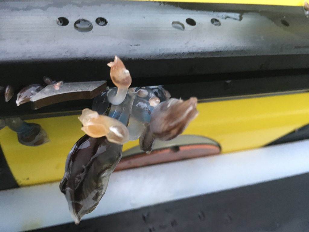 GOCART project (@gocartcarbon) on Twitter photo Cleaning glider ‘Doombar’ before packing it away. Goose barnacles quickly attach themselves and don’t like to let go! <a href="/COMICS_Carbon/">COMICS project</a> @StephAHenson <a href="/NOCnews/">National Oceanography Centre</a> Cleaning glider ‘Doombar’ before packing it away. Goose barnacles quickly attach themselves and don’t like to let go! <a href="/COMICS_Carbon/">COMICS project</a> @StephAHenson <a href="/NOCnews/">National Oceanography Centre</a>