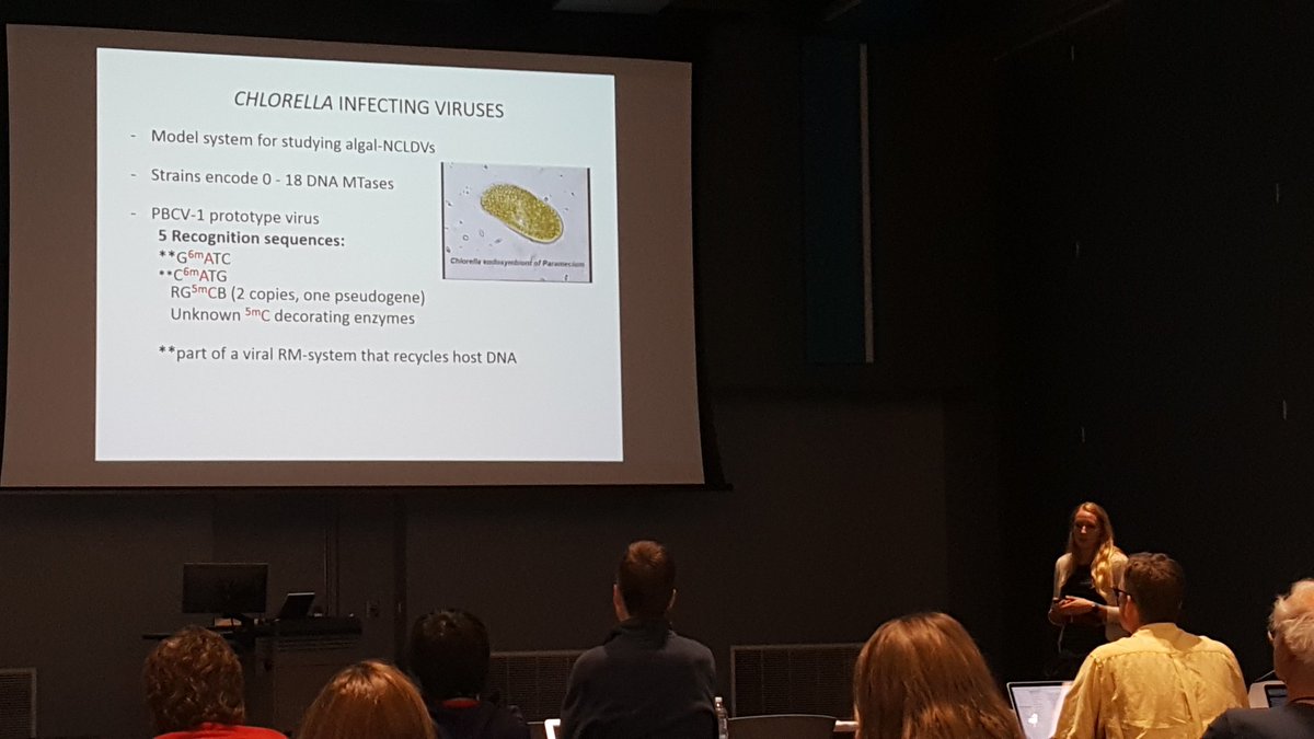 TN_Marine_Micro's tweet photo. Our own Samantha Coy schooling #AVW9 on DNA modifications in giant viruses. https://t.co/RinVAPwky8